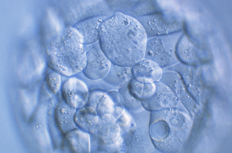 科学家说他们几乎可以读取体外授精胚胎的整个基因组