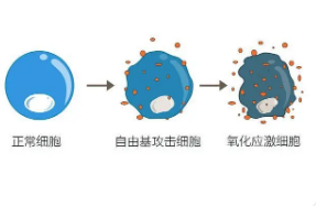 氧化应激导致体外受精植入失败