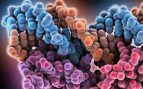 生物同质性激素是什么？