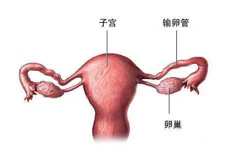 附件手术治疗的病症有哪些？