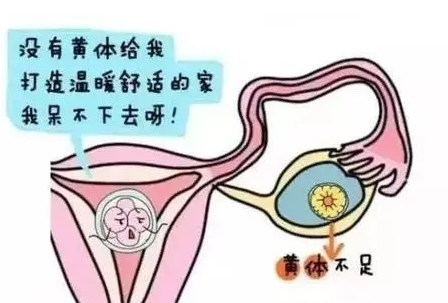 黄体期功能不足怎么引起的？