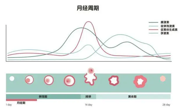 黄体期改变啥意思？