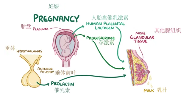什么是催乳素？