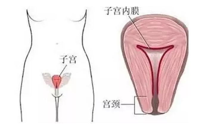 什么是宫颈发育不良？