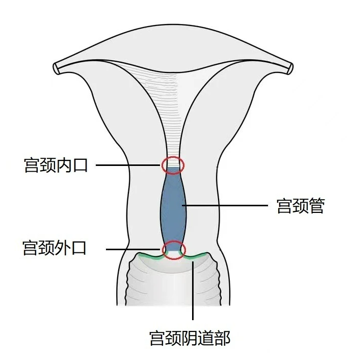 什么是颈椎管狭窄症？