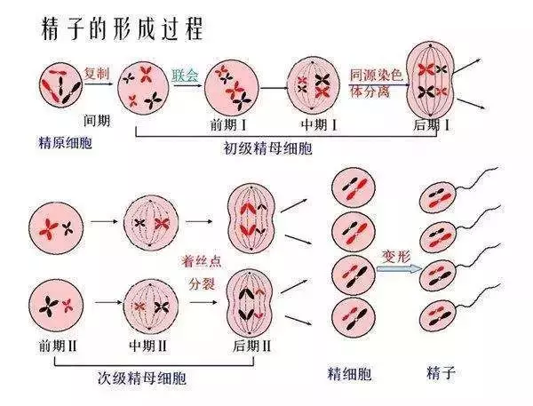 精子畸形率99%，还可以做试管婴儿吗？