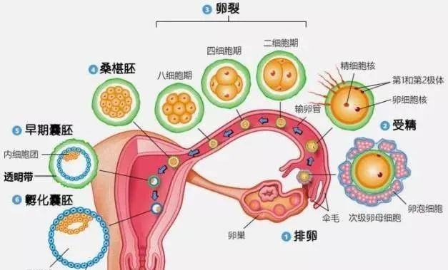 “我要不要养囊”，是放手一搏还是不错失一个？