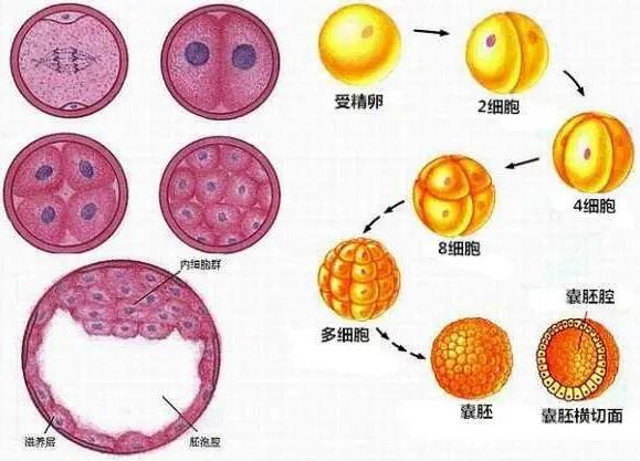 “我要不要养囊”，是放手一搏还是不错失一个？