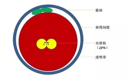 我的卵子为什么不能100%的正常受精？