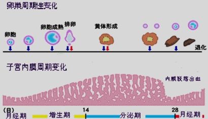 做试管婴儿还能在黄体期二次取卵？