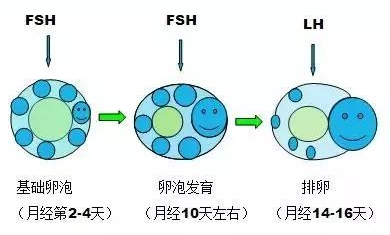 做试管婴儿还能在黄体期二次取卵？
