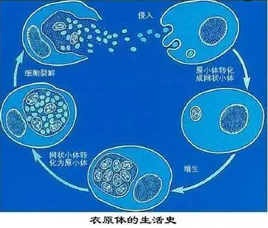 什么是衣原体症状？