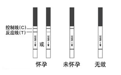 妊娠试验如何工作？