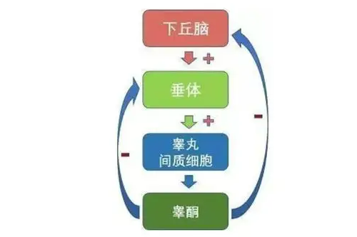 注射睾酮有哪些健康风险？