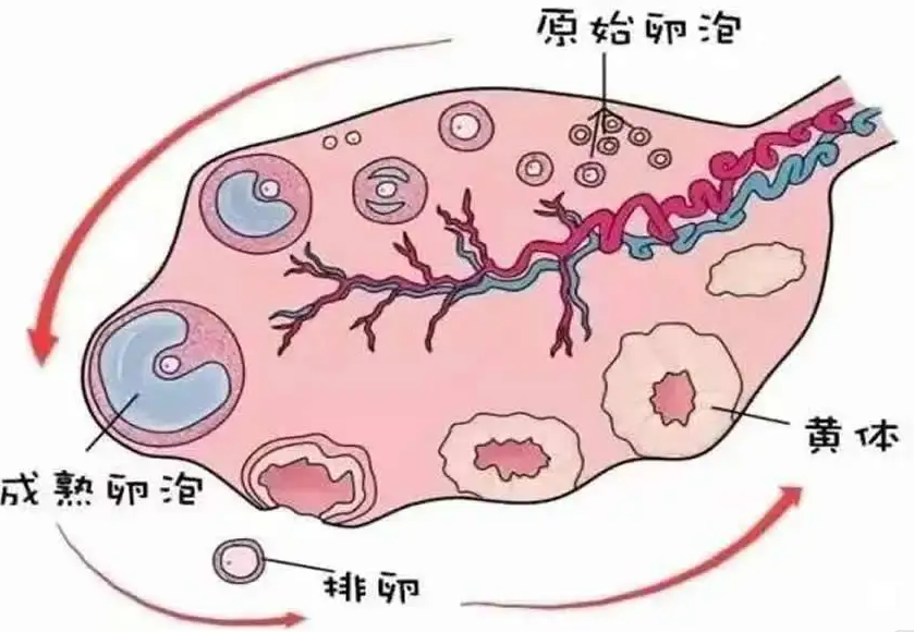 卵巢、窦卵泡与生育能力有什么关系？