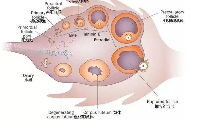 什么是窦卵泡？