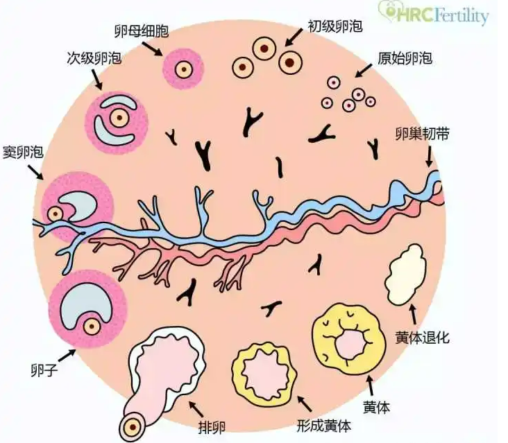 卵泡在月经周期中有什么作用？