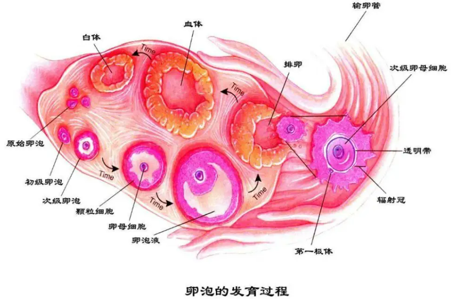 生育治疗（试管婴儿）需要多少卵泡？