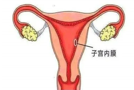 子宫内膜是如何工作的？