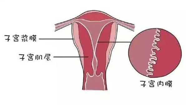 子宫内膜疾病有哪些？