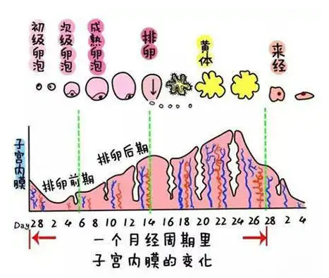 什么是黄体期缺陷？