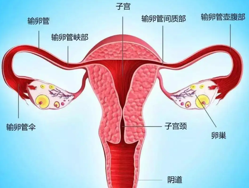什么是输卵管堵塞？