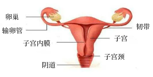 宫颈狭窄如何影响生育能力？