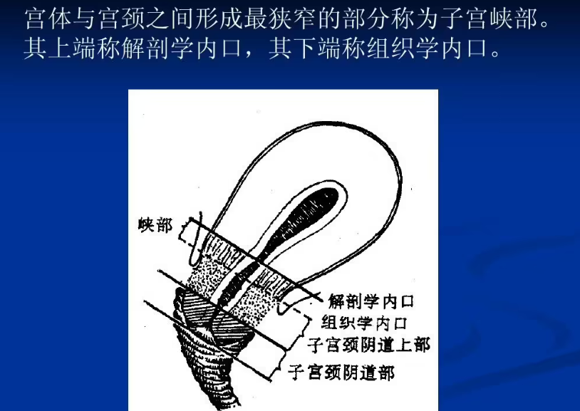 什么原因导致宫颈狭窄？