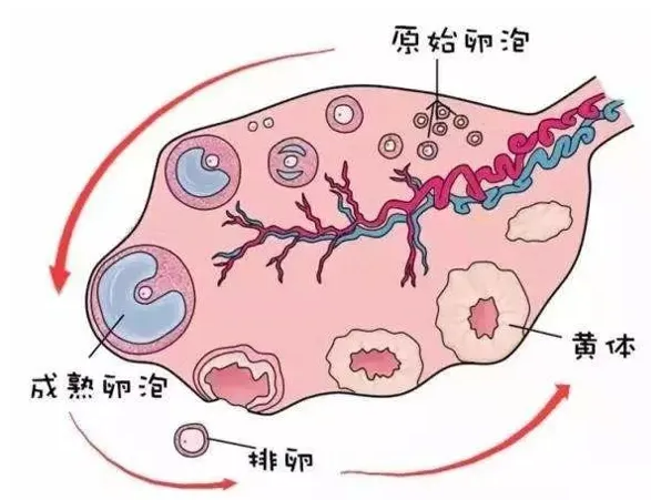 什么是无排卵和排卵功能障碍？