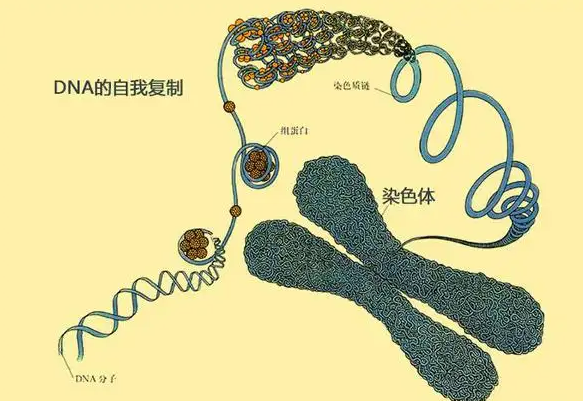遗传究竟如何运作？