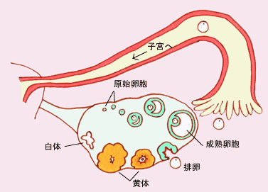 请问什么是黄体期？