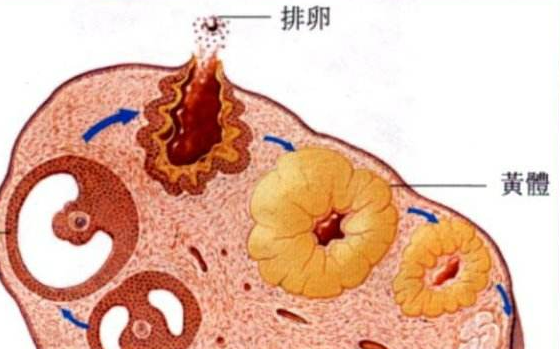 如果黄体期短意味着什么？