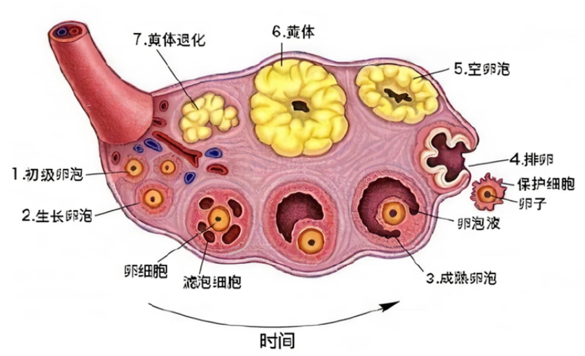 黄体酮水平怎样测试？