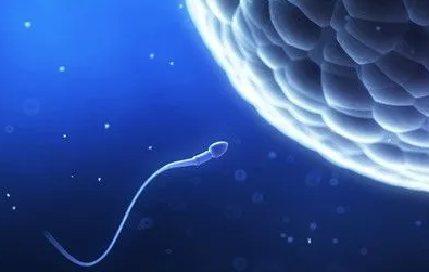 怎样提高精子数量（1）？