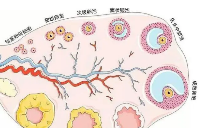 卵巢和窦卵泡如何与生育能力相关？