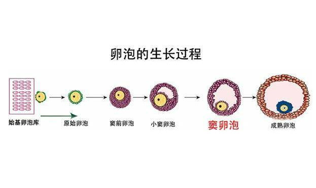 有多少窦卵泡是正常的？