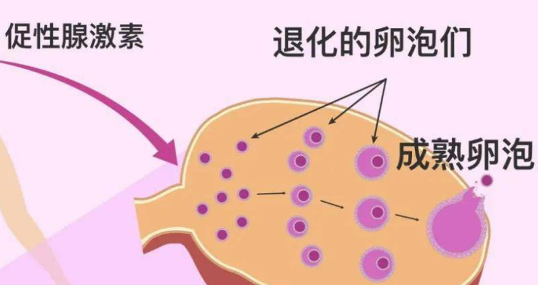生育治疗需要多少卵泡？