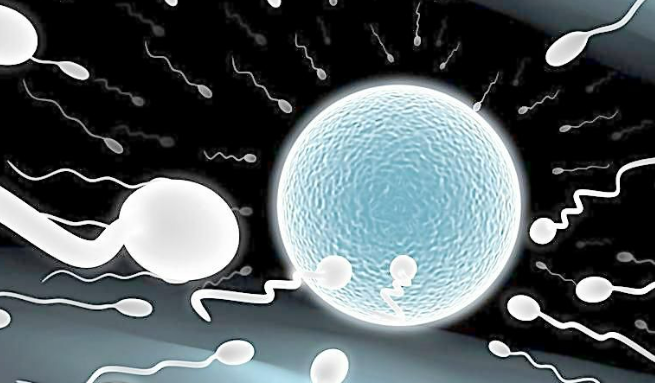 为什么紧身内衣会损害精子健康？