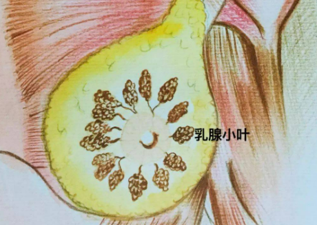 女性在进行乳腺癌治疗期间能不能怀孕？