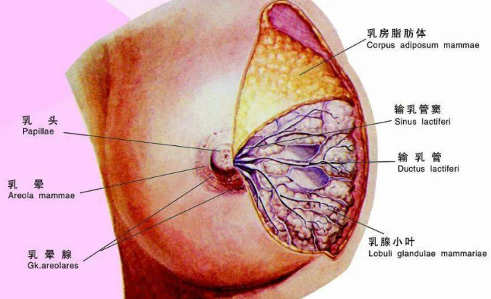 乳腺癌第一阶段之后应该如何诊疗？