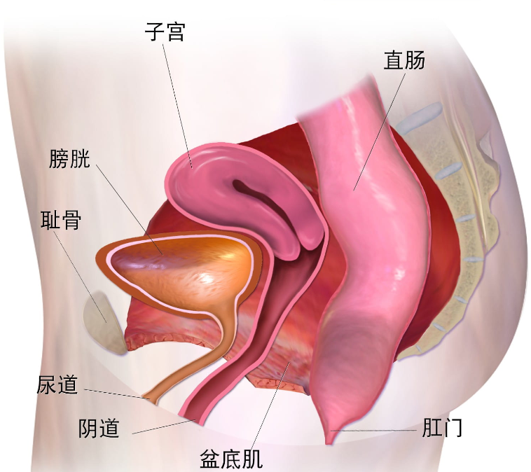什么是盆腔器官脱垂(POP)？