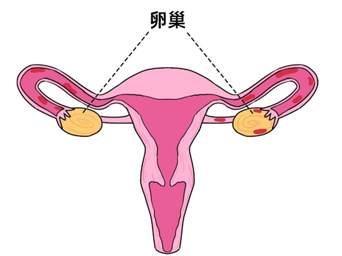 什么是长方案