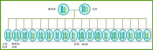 不平衡的爱-染色体平衡易位