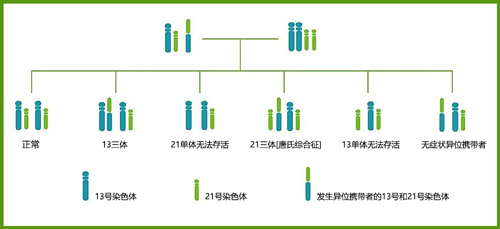 不平衡的爱-染色体平衡易位