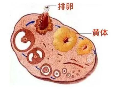 为什么试管都需要黄体支持?