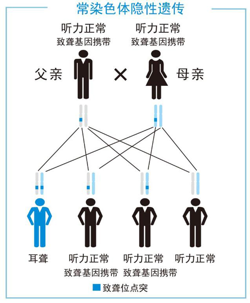 罕见病科普丨具有遗传性的罕见病-非综合征型耳聋