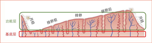 子宫内膜：决定孕育的成败