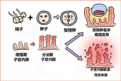 子宫内膜：决定孕育的成败