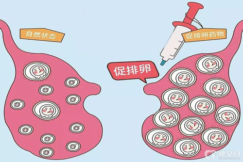 用了促排卵药就一定能生双胞胎？