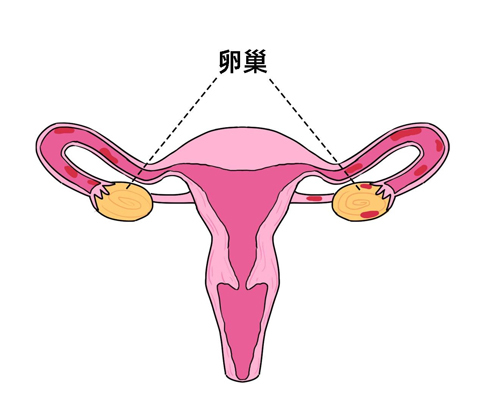 如何卵巢保养？这才是你想要的科学卵巢保养方法